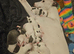 Whippet/blue staffy puppies