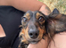 Dachshund x Jack Russell