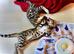 Beautiful Bengal kitten, one girl