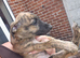Lurcher pups for sale. Beautiful litter both parents can be seen