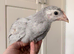 Lavender Leghorn Growers (Unsexed)