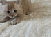Minks, Solids and Traditonal kittens available