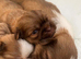 Puppies