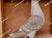 RARE RUBELLA RACING PIGEONS