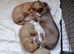 Alaunt/ bull x puppies