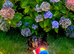Miniature dachshund