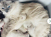 Ragdoll kittens