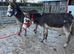 Two stunning coloured Jenny donkeys