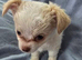 Chihuahua puppies
