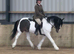 Coloured mare all rounder quality hacking