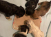 2 Beautiful Frenchie Poo Puppies Girls