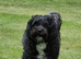 Wanted: Male Maltipoo, Havanese, Shihpoo Cavapoo Perthshire and Surrounding Areas