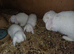 Young red eyed white Germans