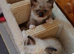 2 Pure Colourpoint  Mitted Ragdoll Kittens.