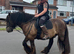 Traditional cob gelding