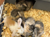 Mini lops