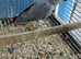 Congo African grey Glasgow
