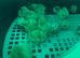 ** QUAIL HATCHING EGGS **