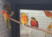 Turquoisine's for sale