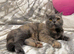 Beautiful GCCF registered active bsh female
