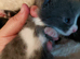 4 kittens ready in 4weeks