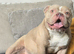 pocket bully for sale