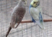 Breeding Pair of budgies