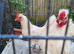 Pair of silky cockeral and bentum hen white