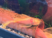 Breeding pair blue eyed Lemon bristle nose plecos