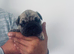 Beautiful French Bulldog Puppies