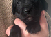 Springador Puppies for Sale