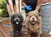 Lilac chow chow stud