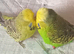 Various birds
