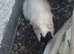Guinea pig
