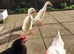 2 white male indian runner ducks