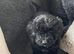 Cackapoo puppy