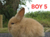 Lionhead bunnies ready now