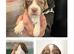 COCKER SPANIEL PUPPIES