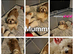Shihpoos READY TO LEAVE FROM 11TH JULY