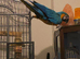 2 y/o female macaw & setup