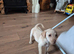 Labrador retriever puppy