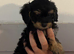 Cockapoo puppies
