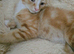 Ginger male available 3
