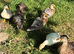 7 call miniature call ducks for sale unsexed