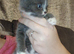 Beautiful cross kittens