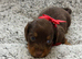 Kc registered mini long haired dachshund