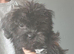 Tiny Jackapooshih pups 1 boy 3 girls left