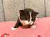 6 beautiful tabby kittens