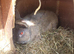 Adult  rabbits  male and female