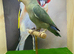 Rosey faced love bird pair